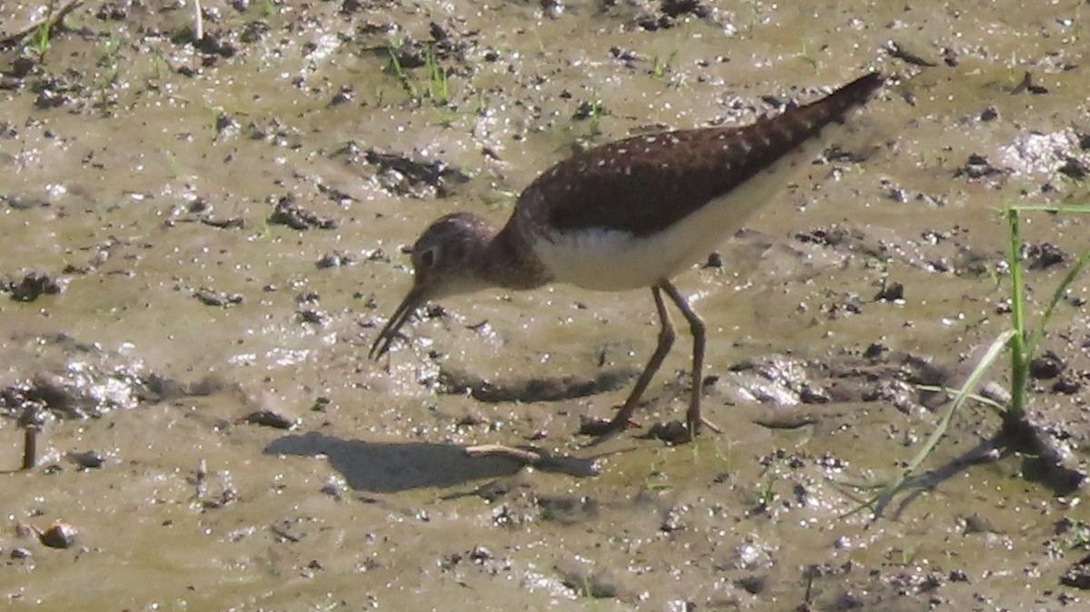 Solitary Sandpiper - ML638958974