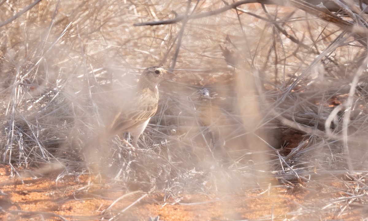 Singing Bushlark (Singing) - ML638958976