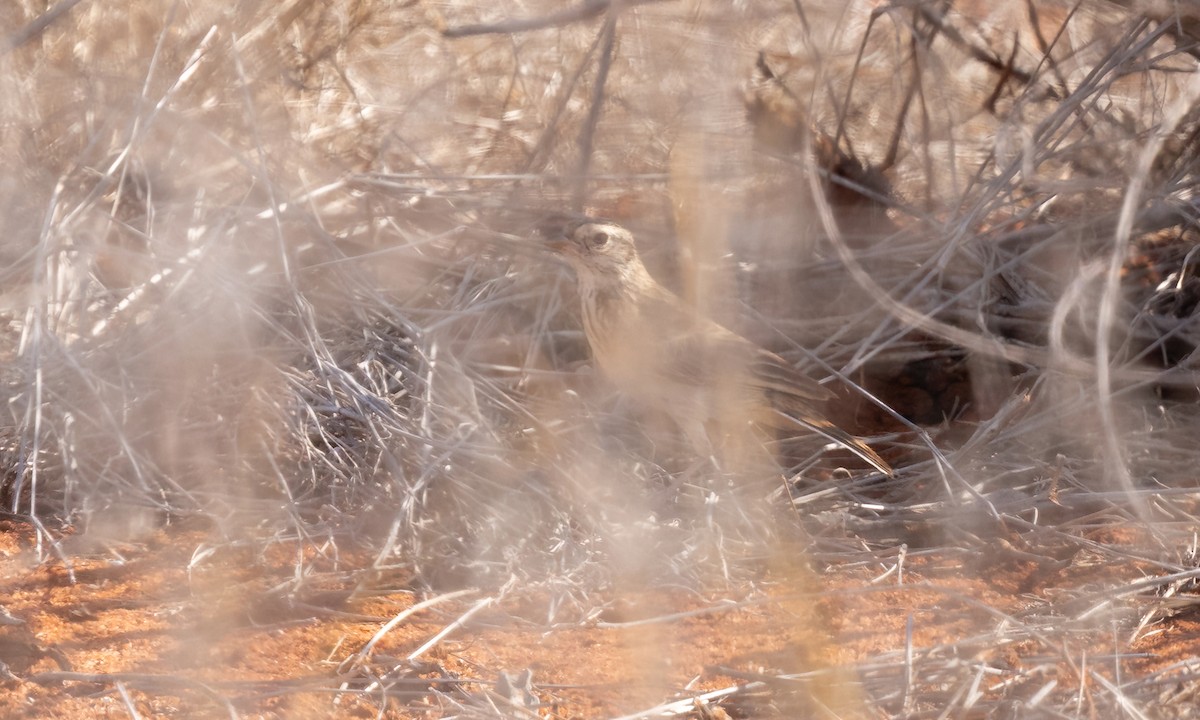 Singing Bushlark (Singing) - ML638958979
