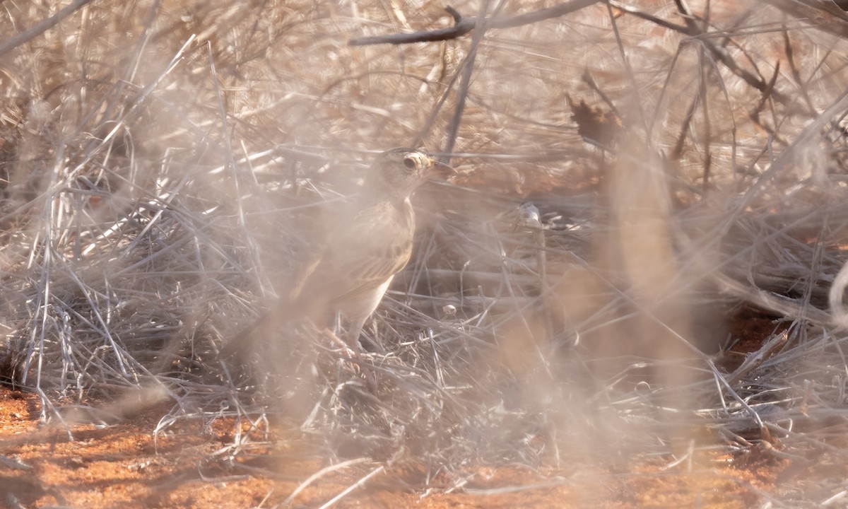 Singing Bushlark (Singing) - ML638958980