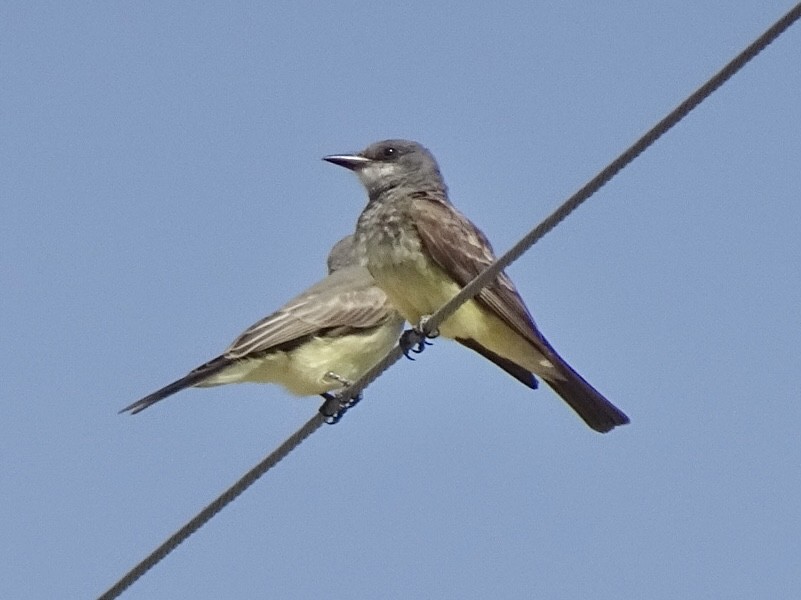 Cassin's Kingbird - ML638958989