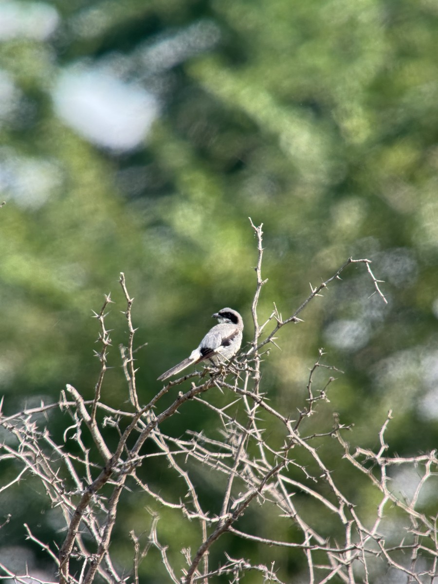 Loggerhead Shrike - ML638959004