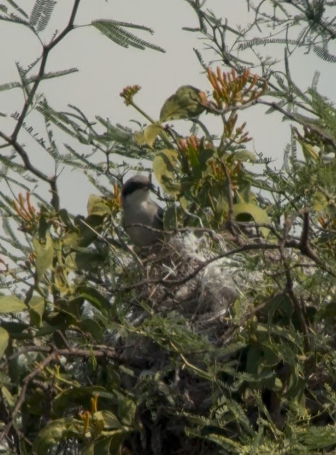 Loggerhead Shrike - ML638959005