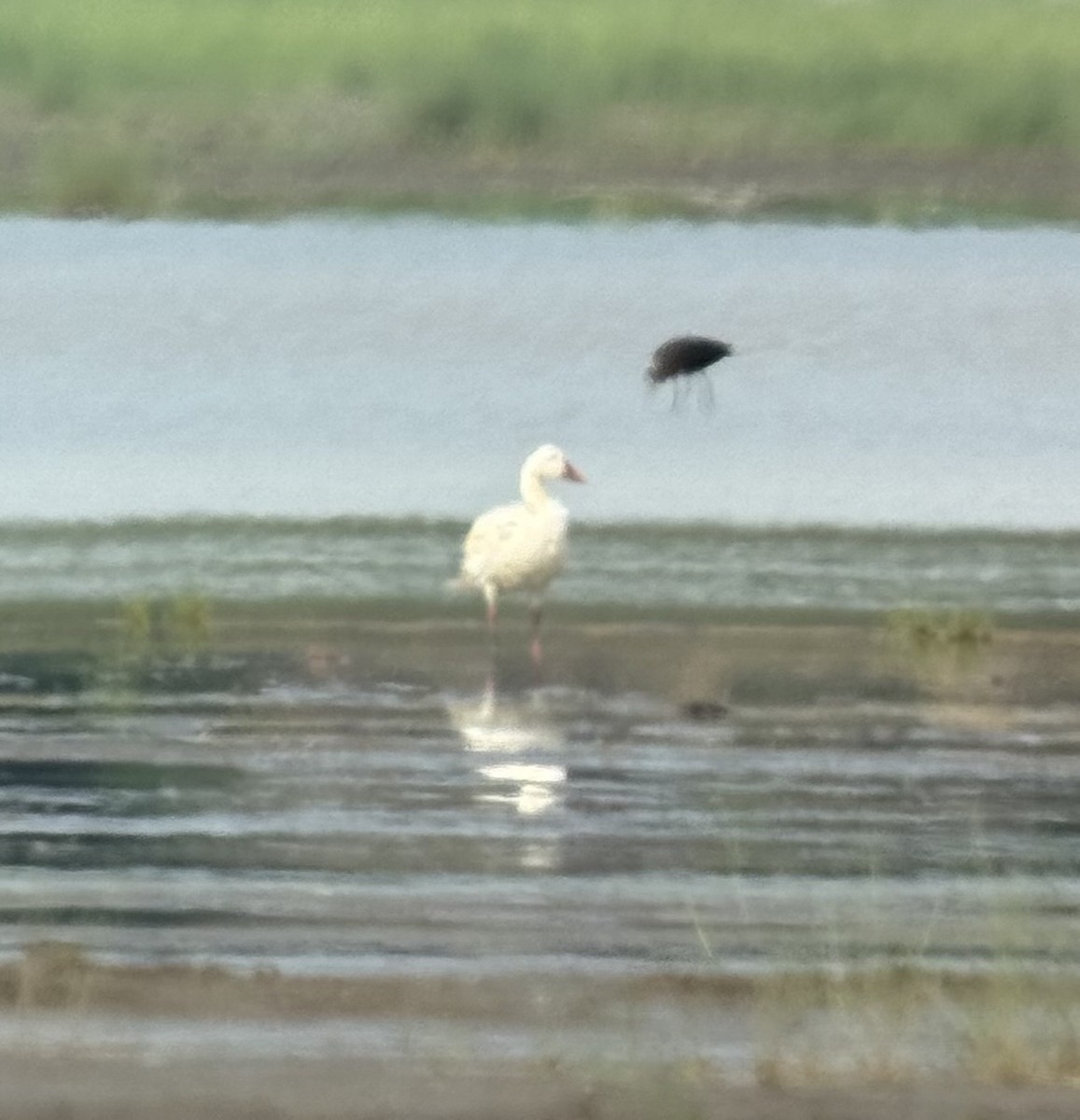 Snow Goose - ML638959012