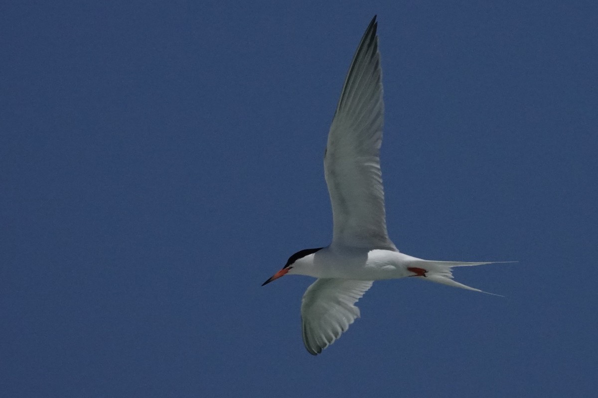 Roseate Tern - ML638959023