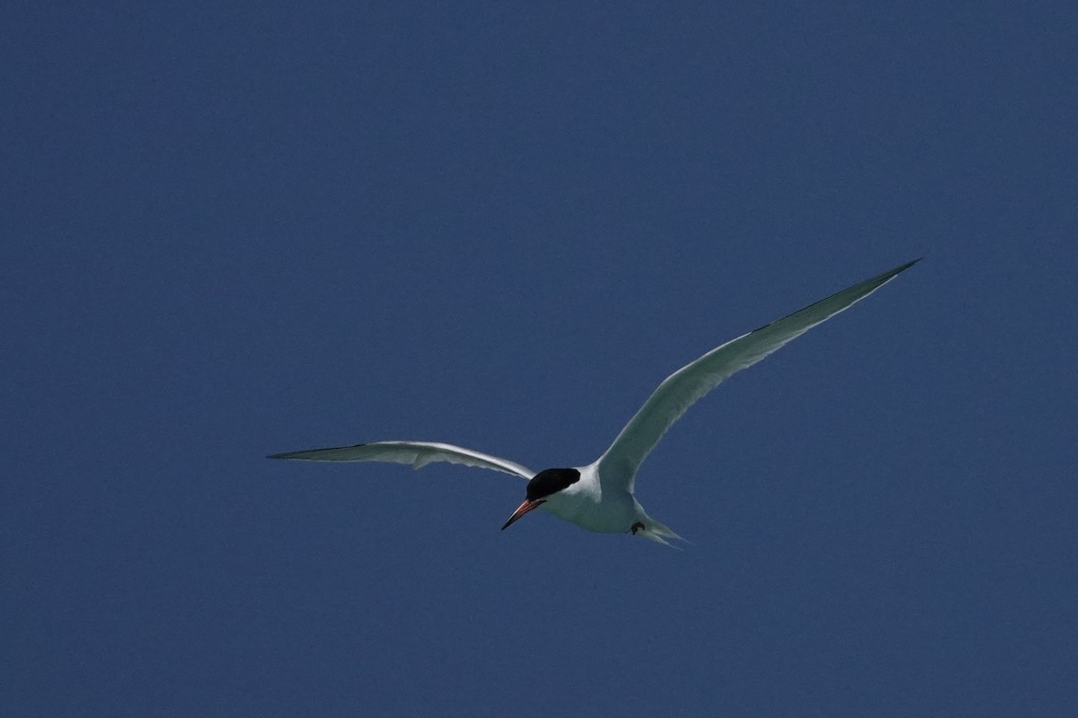 Roseate Tern - ML638959024