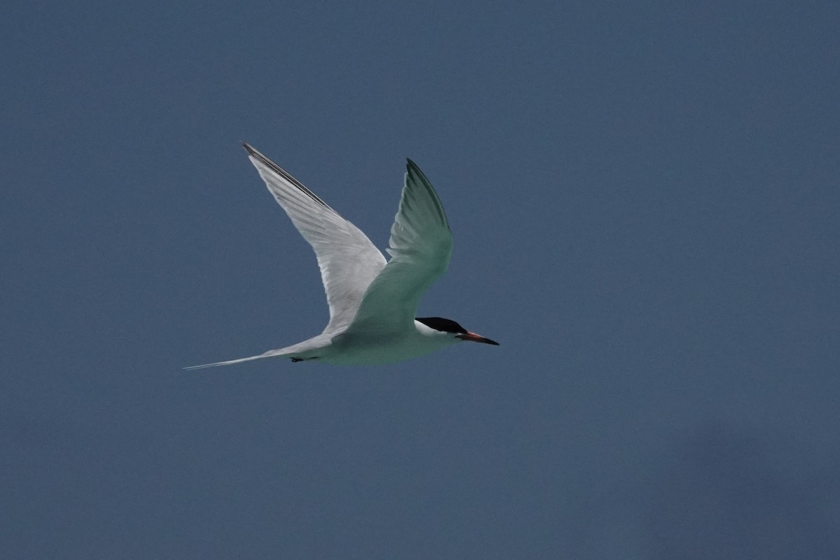 Roseate Tern - ML638959025