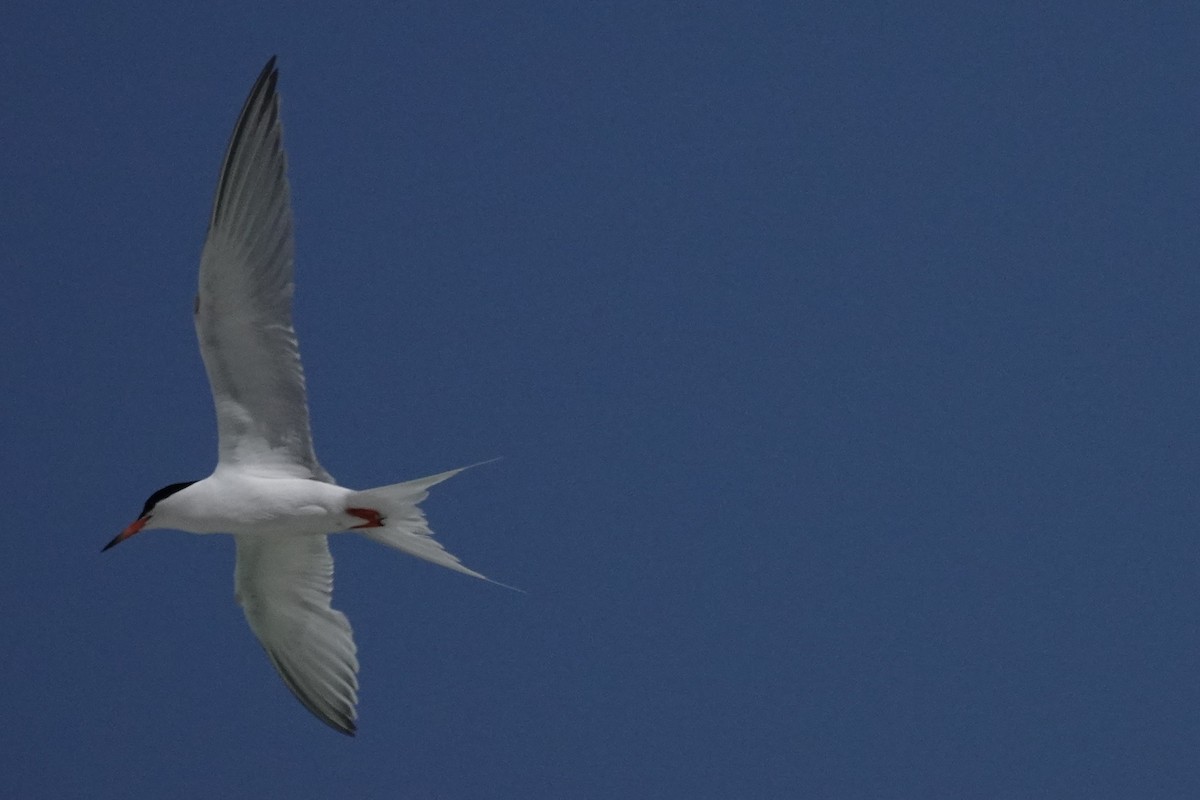 Roseate Tern - ML638959026