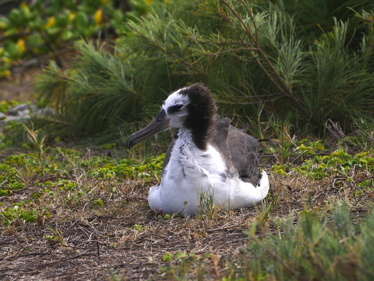 Laysan Albatross - ML638959028