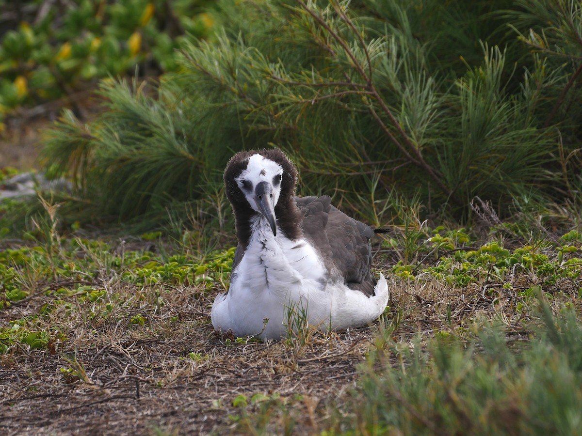 Laysan Albatross - ML638959029