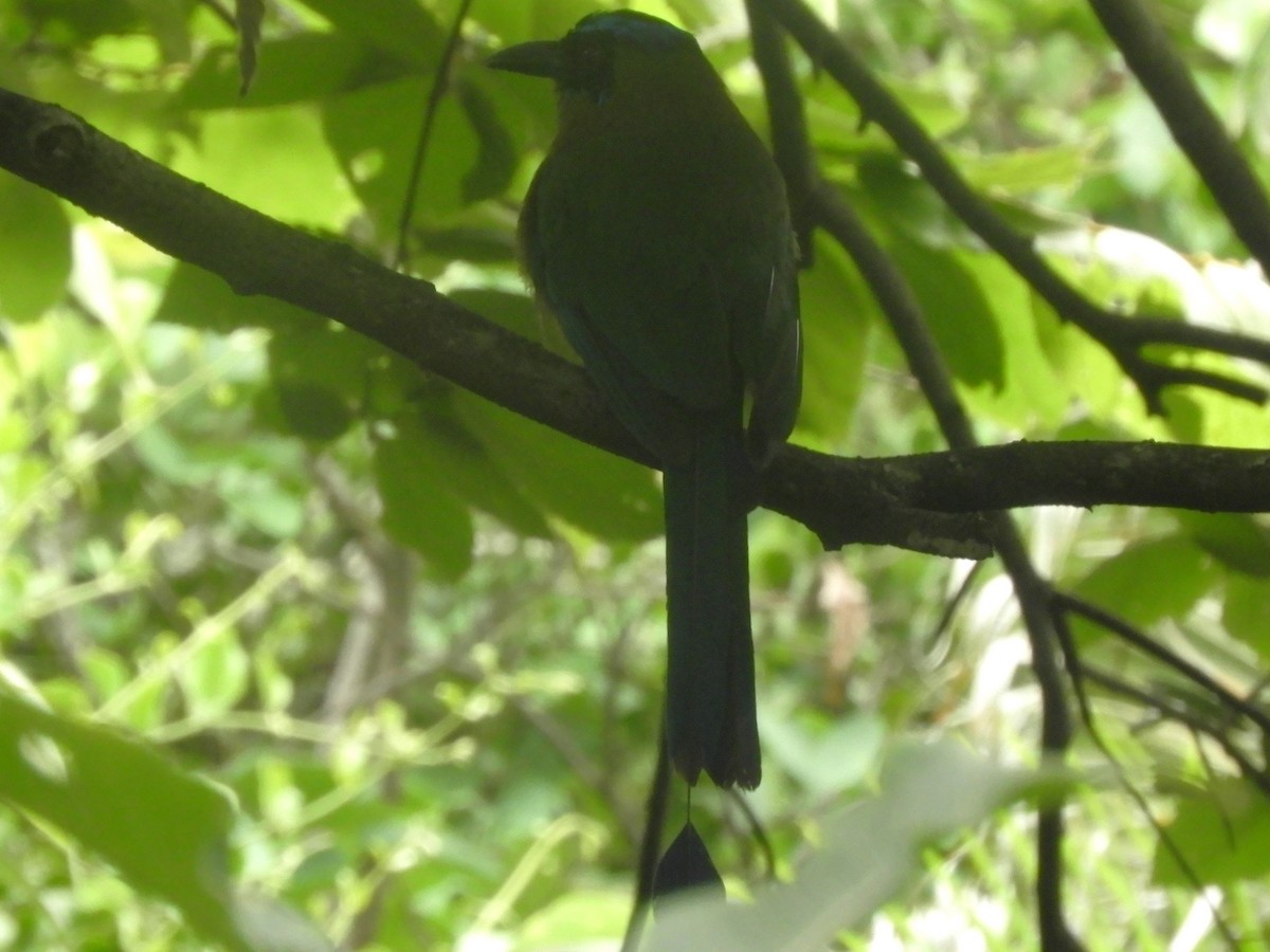 Lesson's Motmot - ML638959050