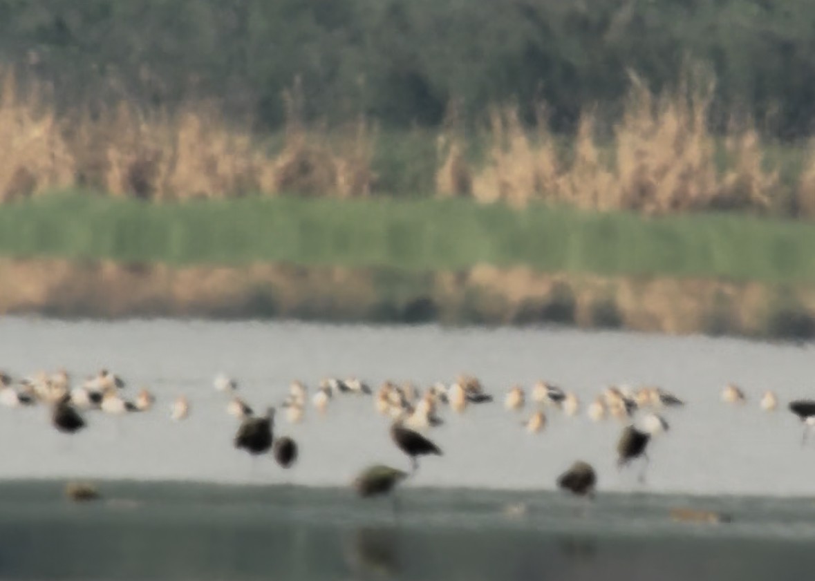 American Avocet - ML638959053