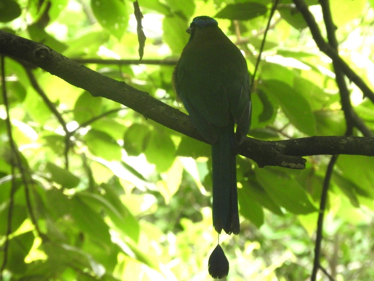 Lesson's Motmot - ML638959055