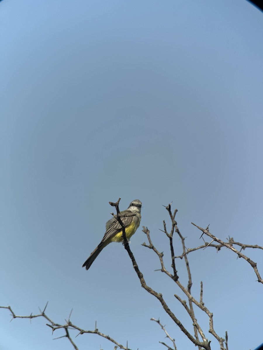 Tropical Kingbird - ML638959064