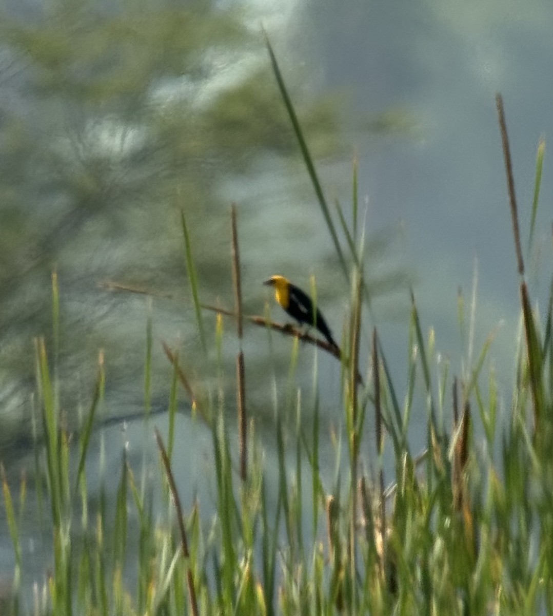 Yellow-headed Blackbird - ML638959067