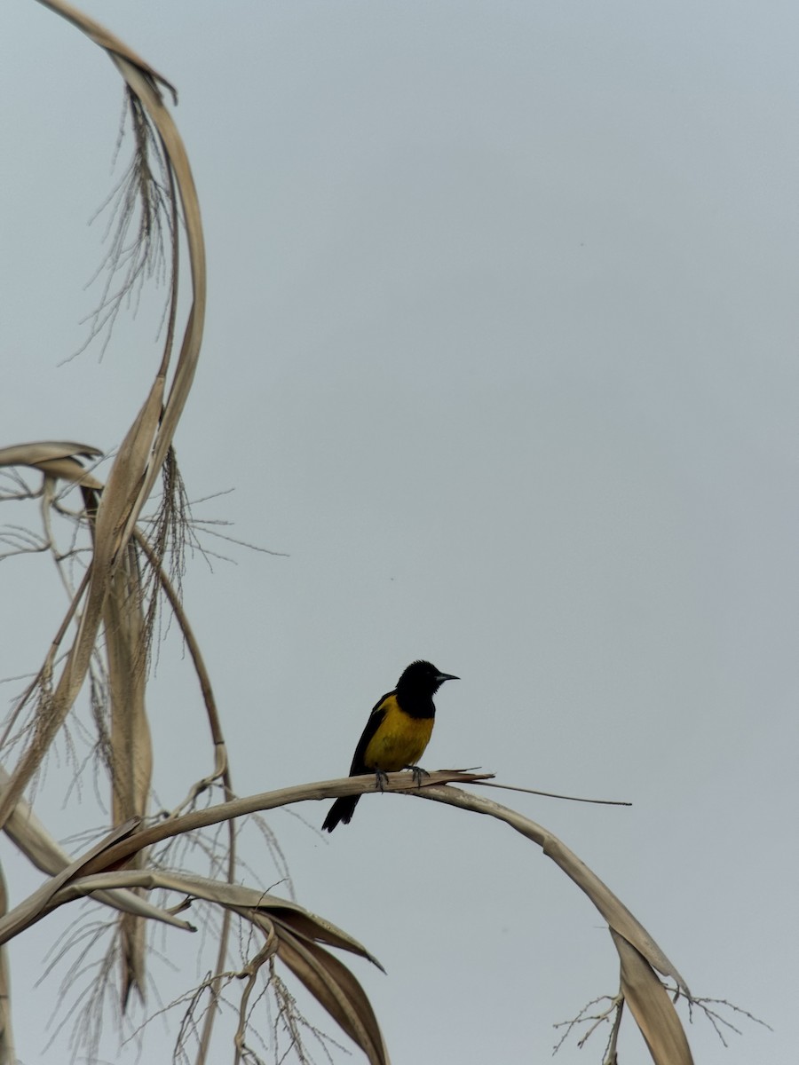 Black-vented Oriole - ML638959076