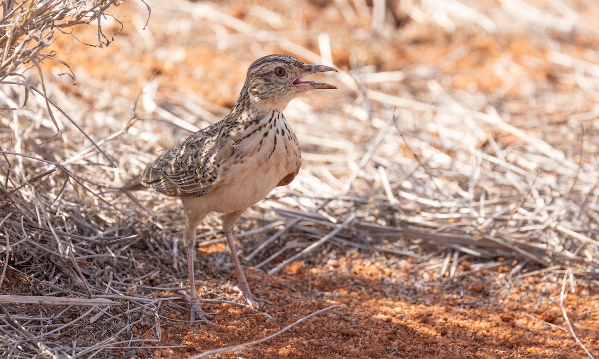 Red-winged Lark - ML638959097