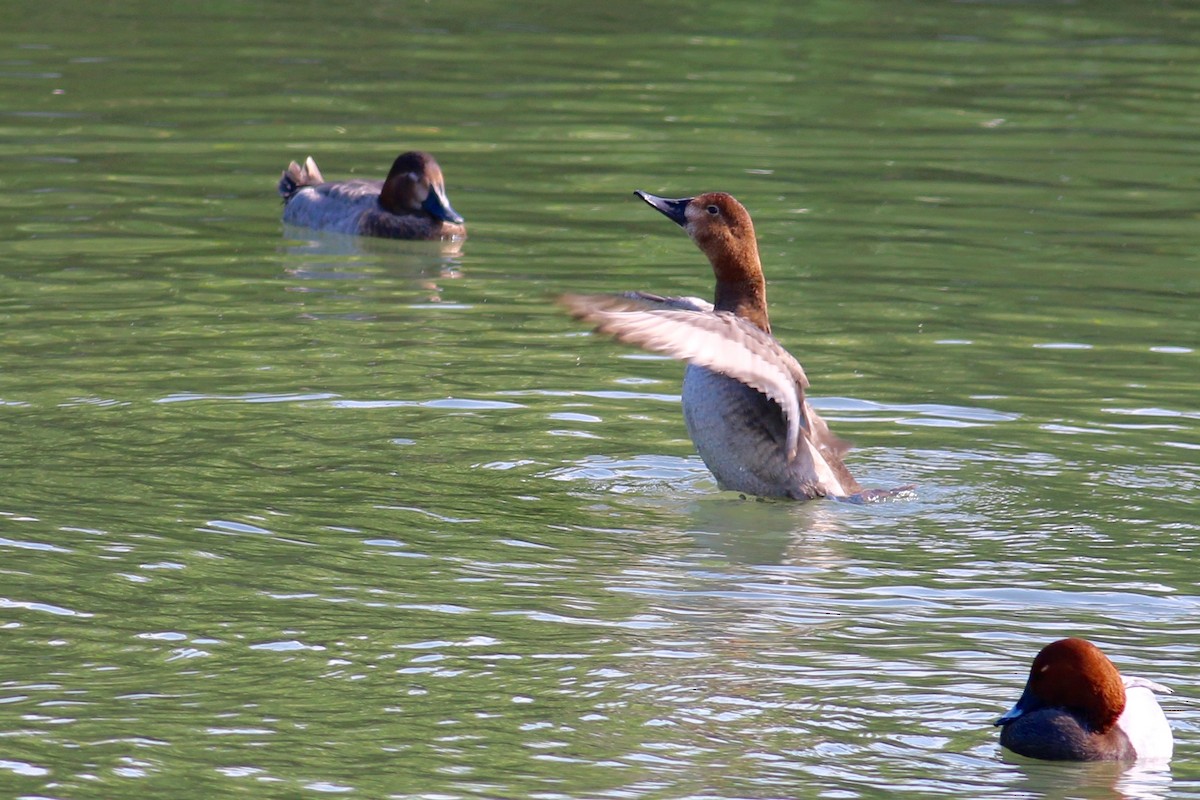 Common Pochard - ML63895911