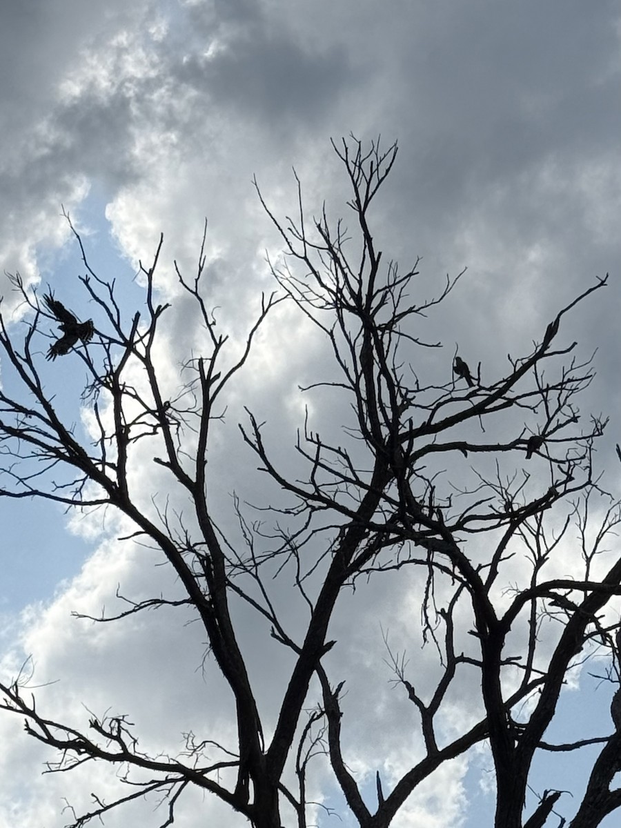 Mississippi Kite - ML638959143