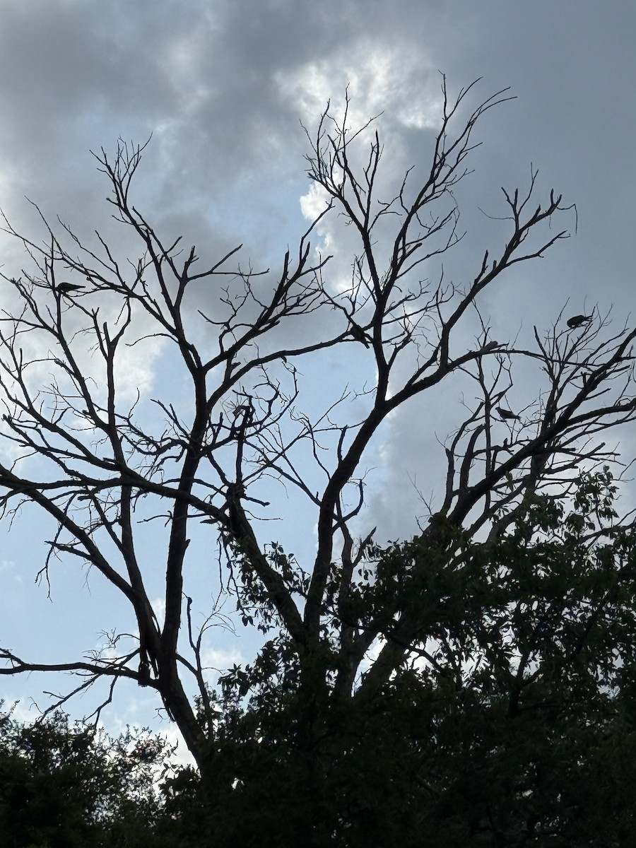 Mississippi Kite - ML638959144