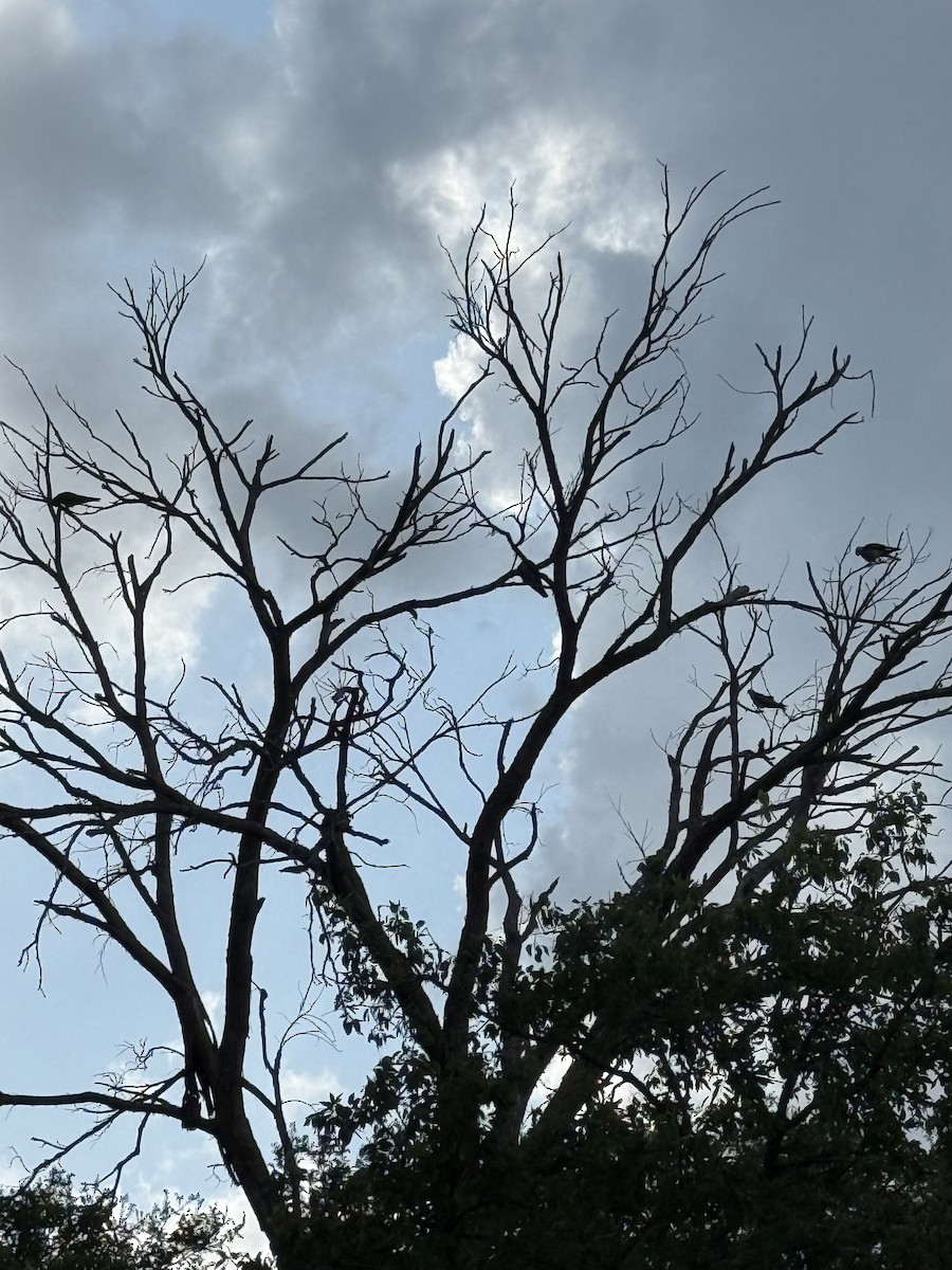 Mississippi Kite - ML638959145