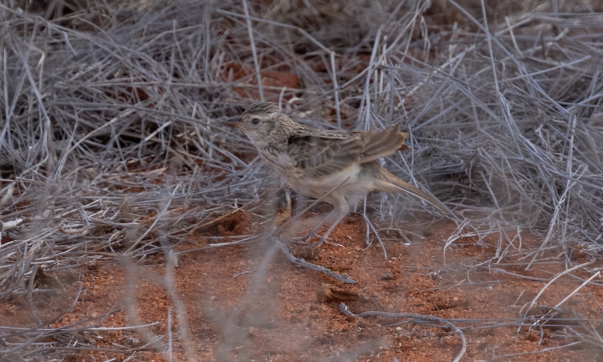 Singing Bushlark (Singing) - ML638959205