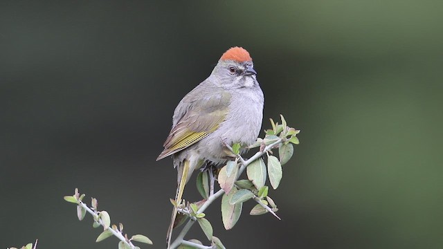 Green-tailed Towhee - ML638959209