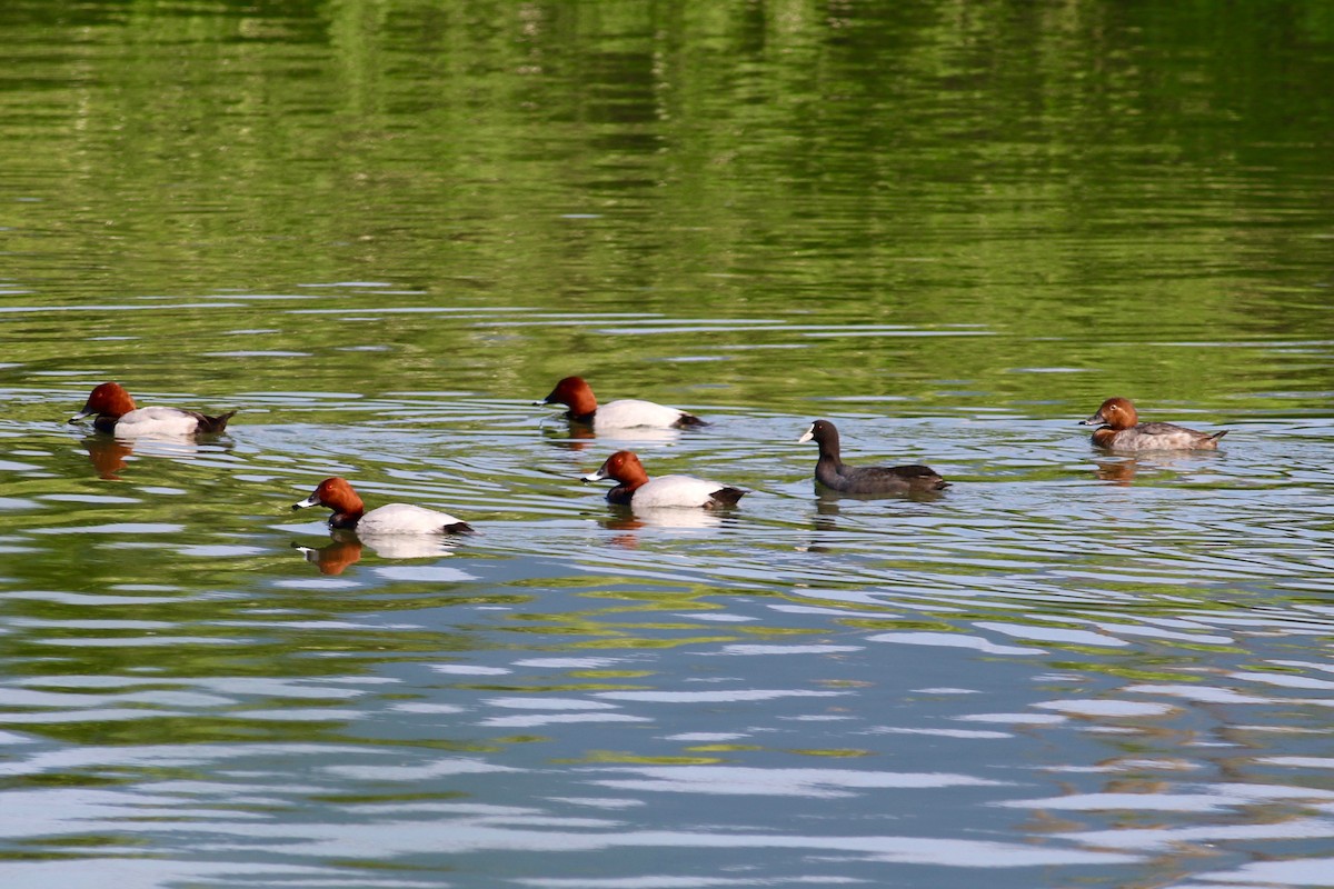 Common Pochard - Cassie  Liu