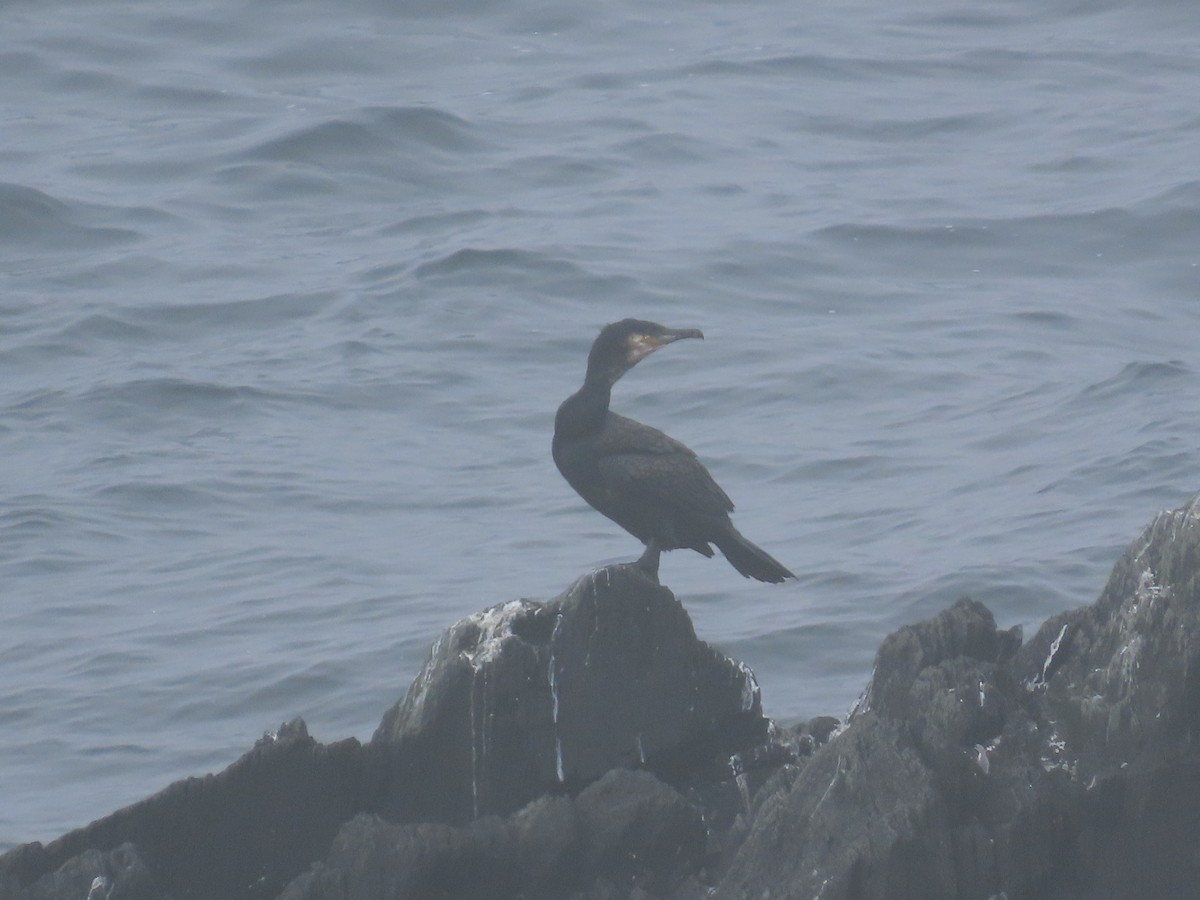 Great Cormorant - ML638959211