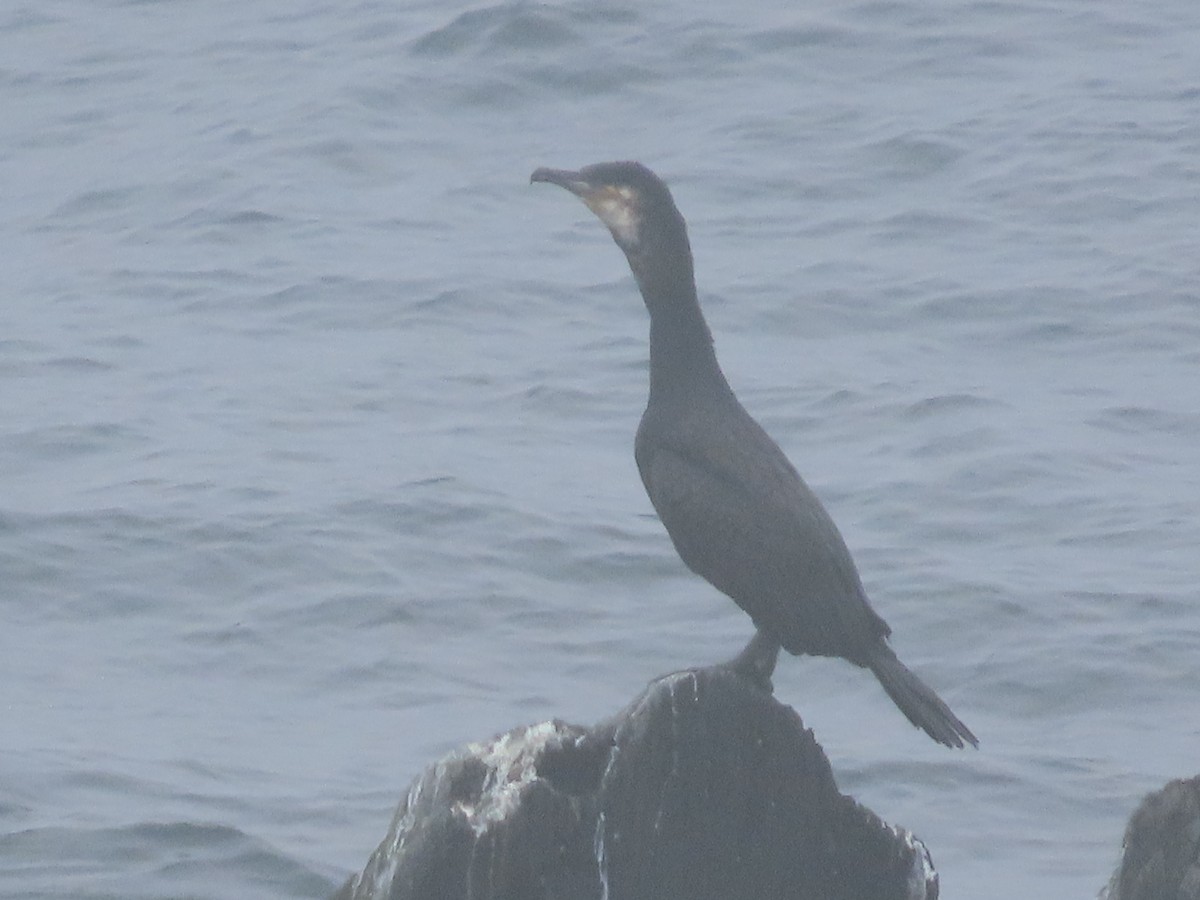 Great Cormorant - ML638959212