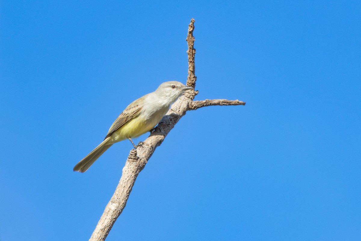 Grauscheitel-Olivtyrann - ML638959220