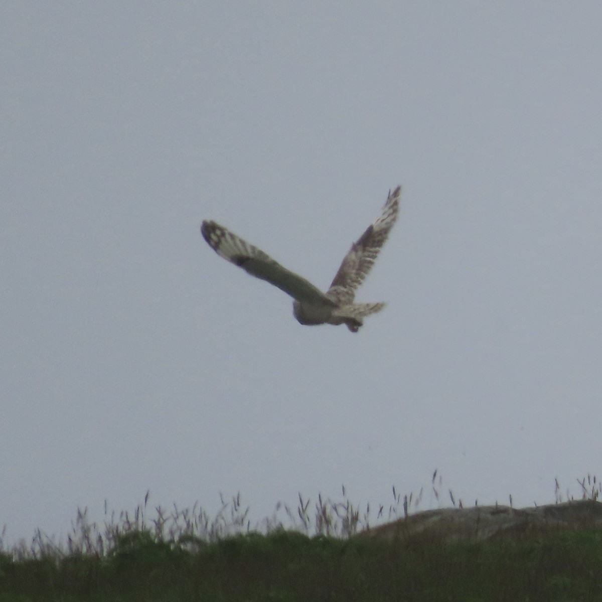 Short-eared Owl - ML638959224