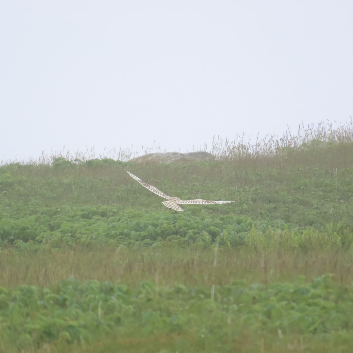 Short-eared Owl - ML638959225