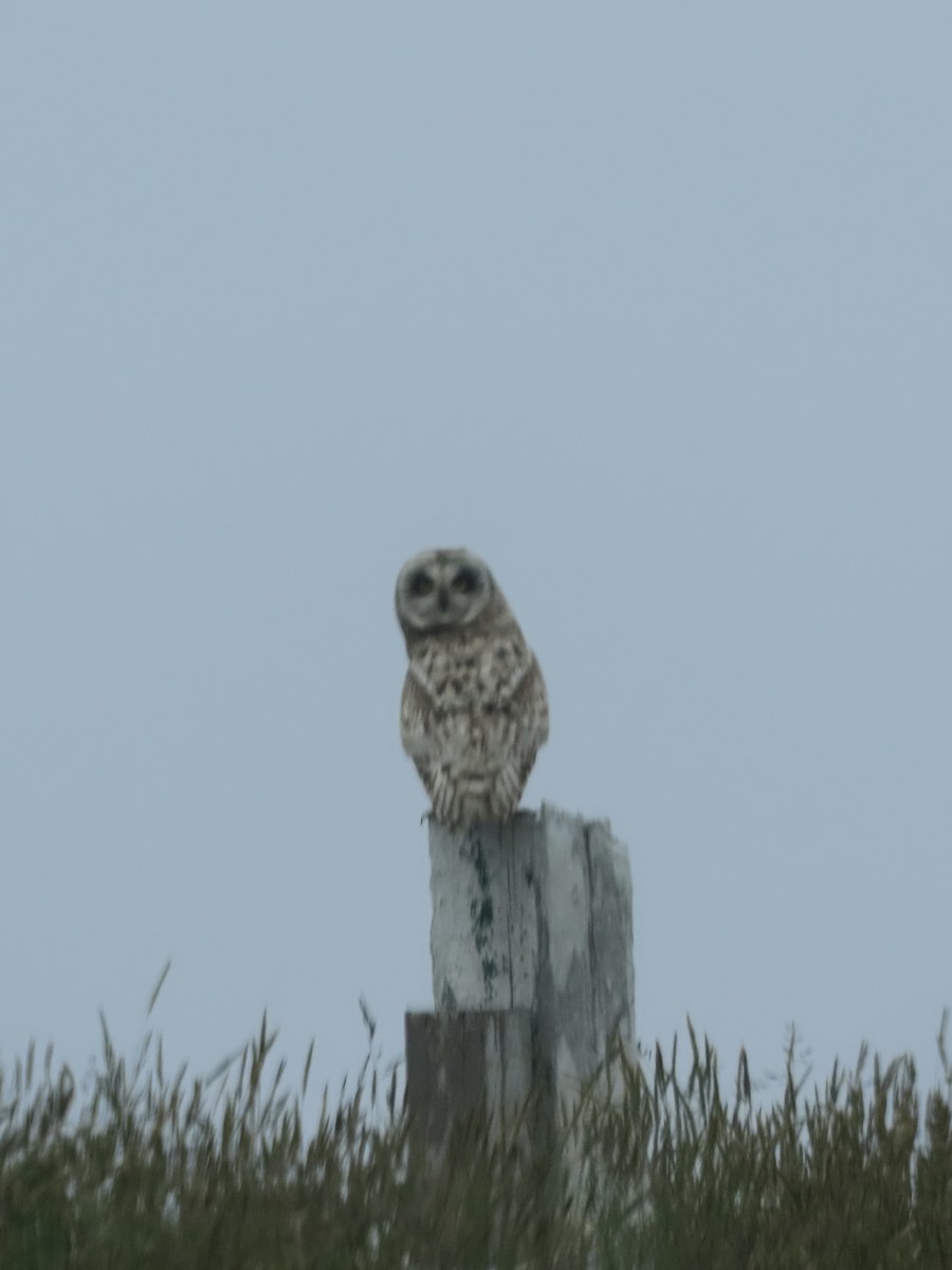 Short-eared Owl - ML638959226