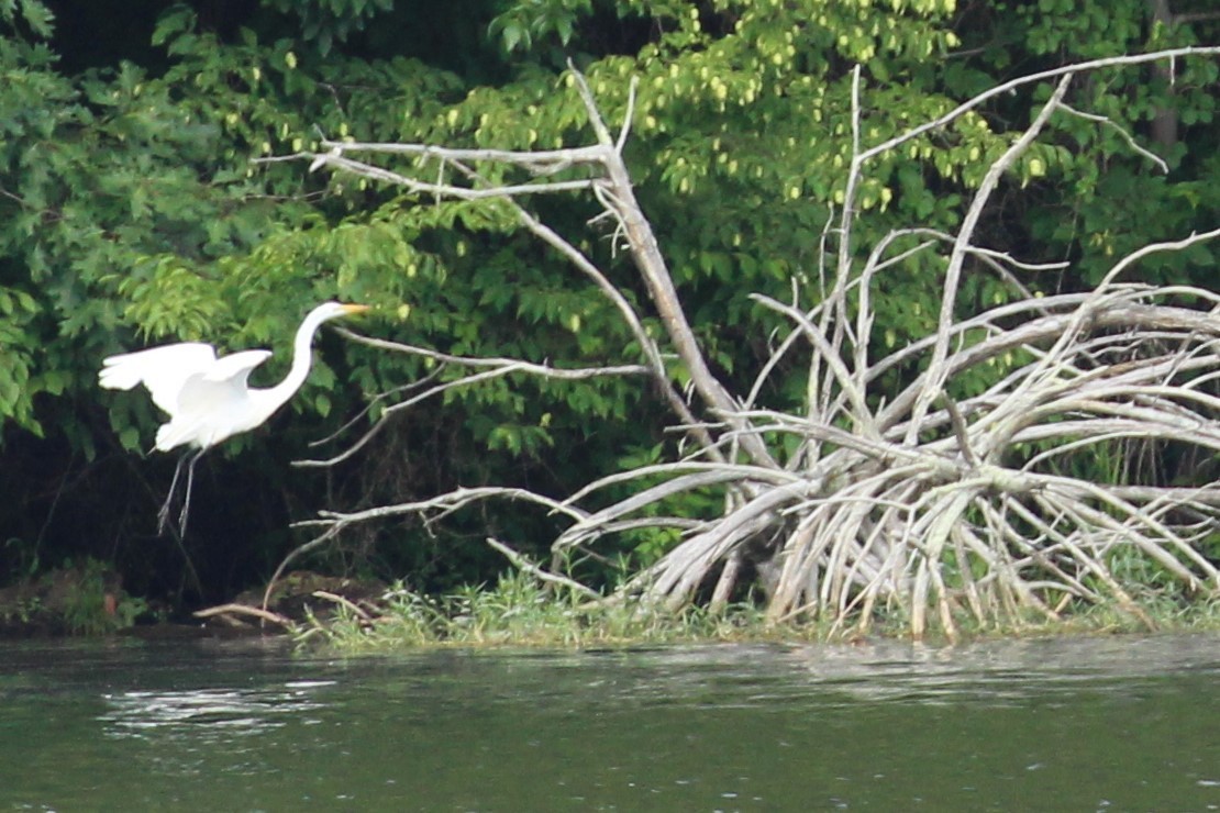 volavka bílá - ML638959254