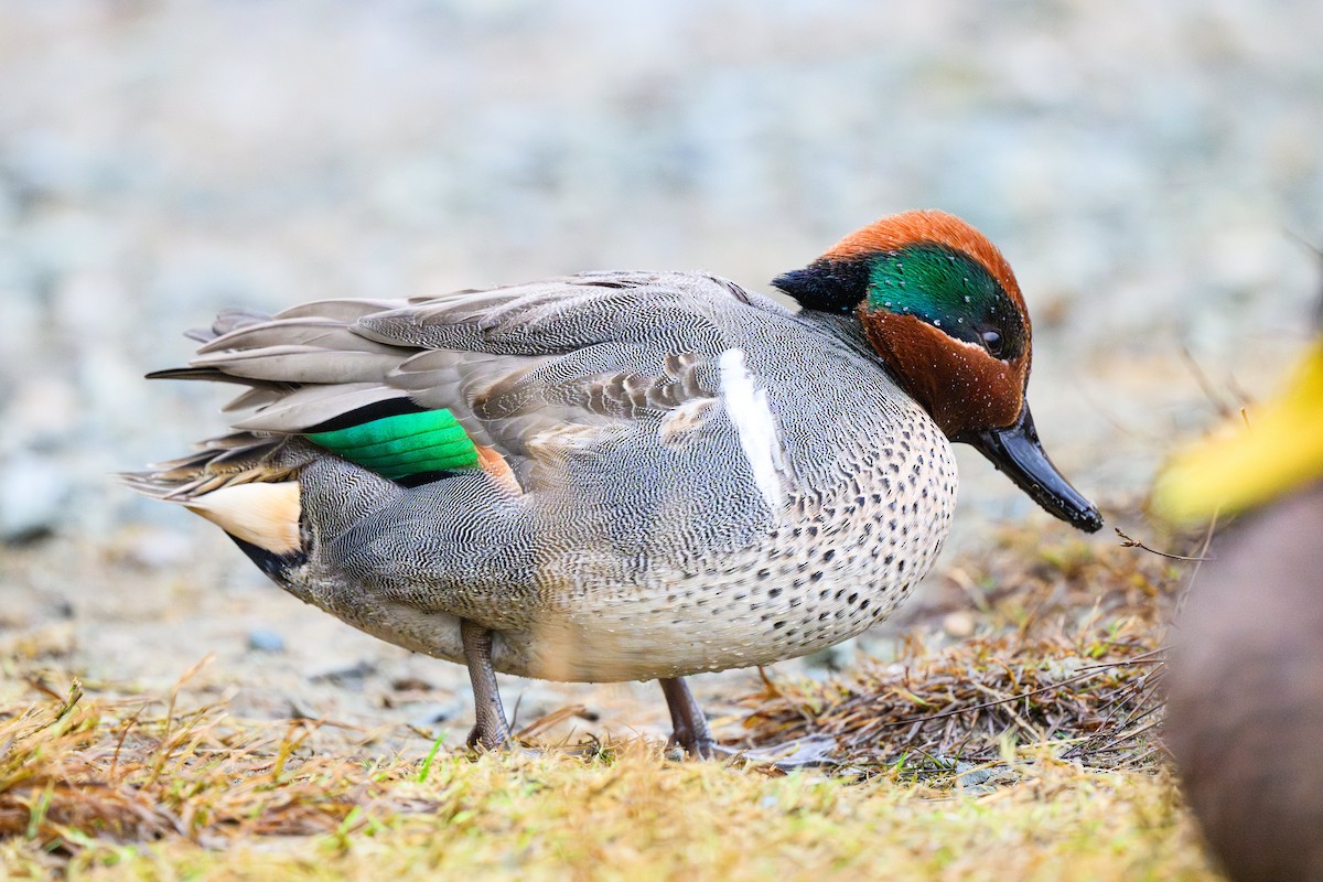 Green-winged Teal - ML638959257