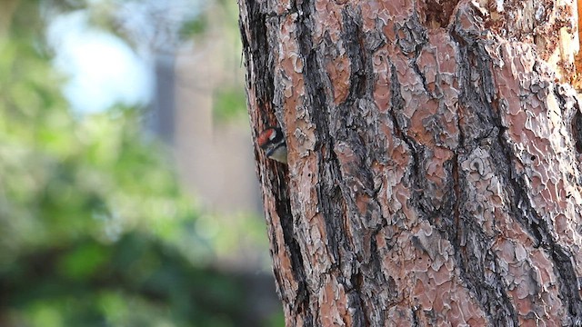Hairy Woodpecker - ML638959285