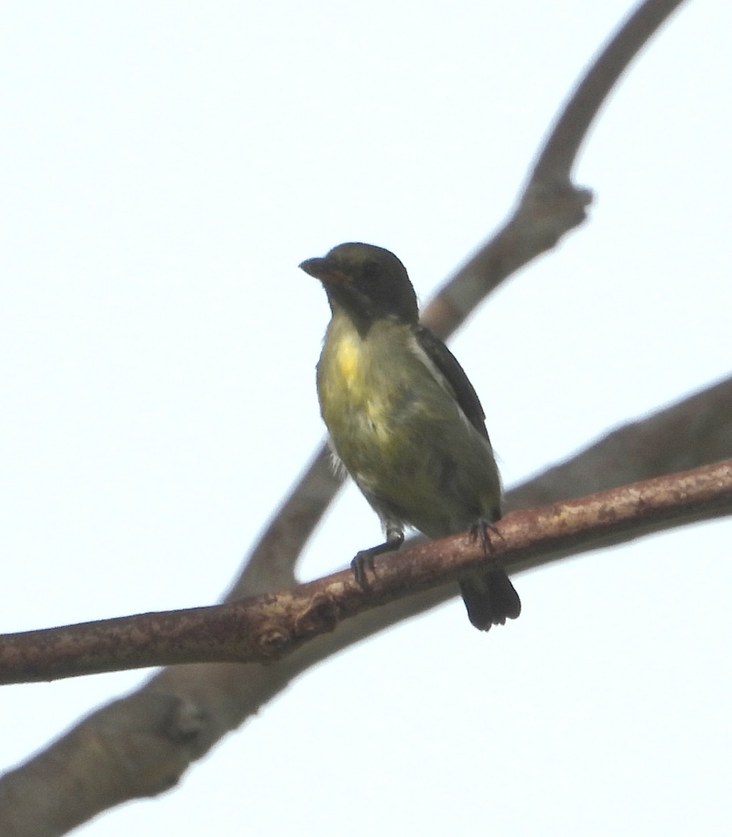 Zwergmistelfresser - ML638959290