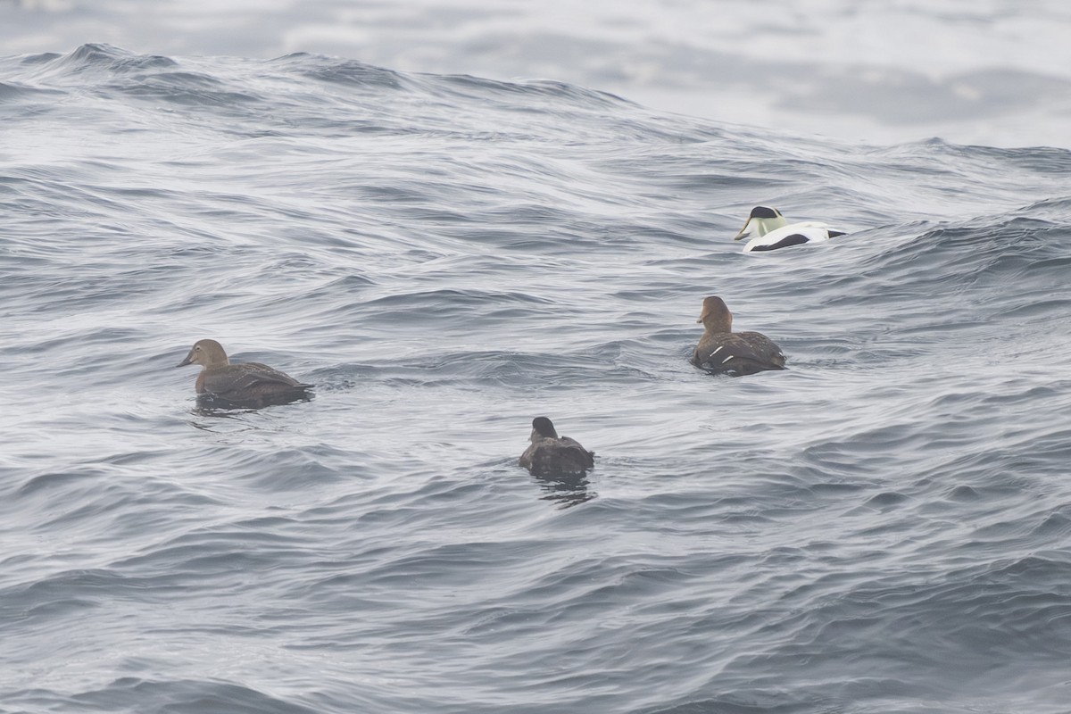 King Eider - ML638959312
