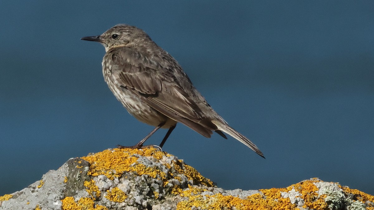 Rock Pipit - ML638959350