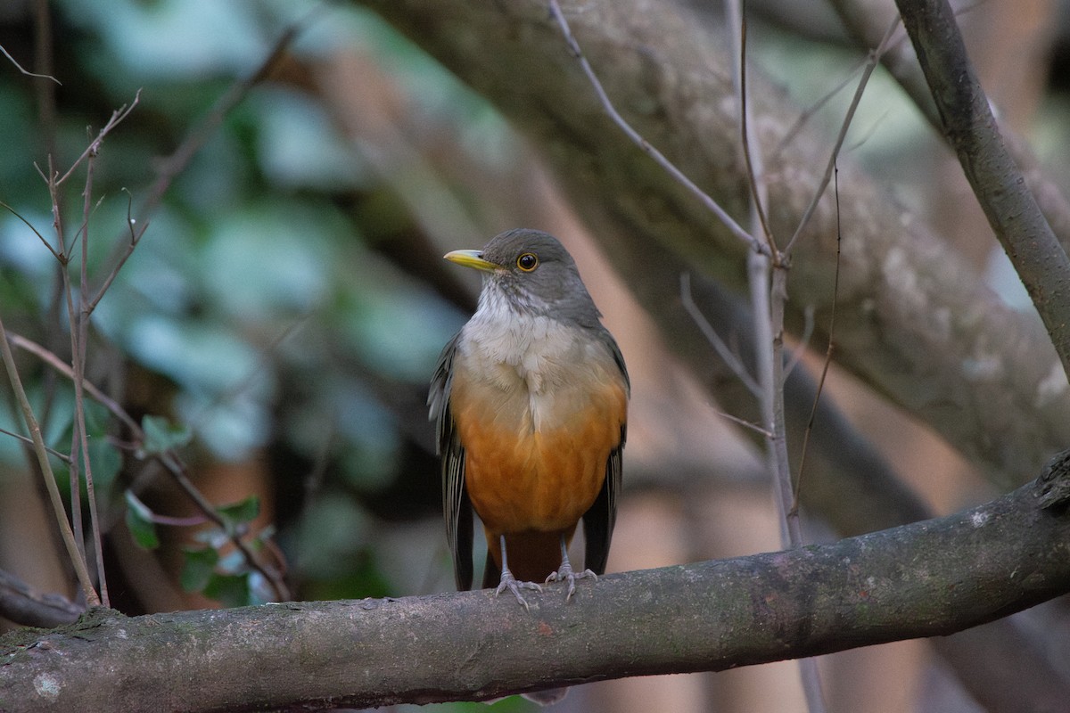 Rufous-bellied Thrush - ML638959367