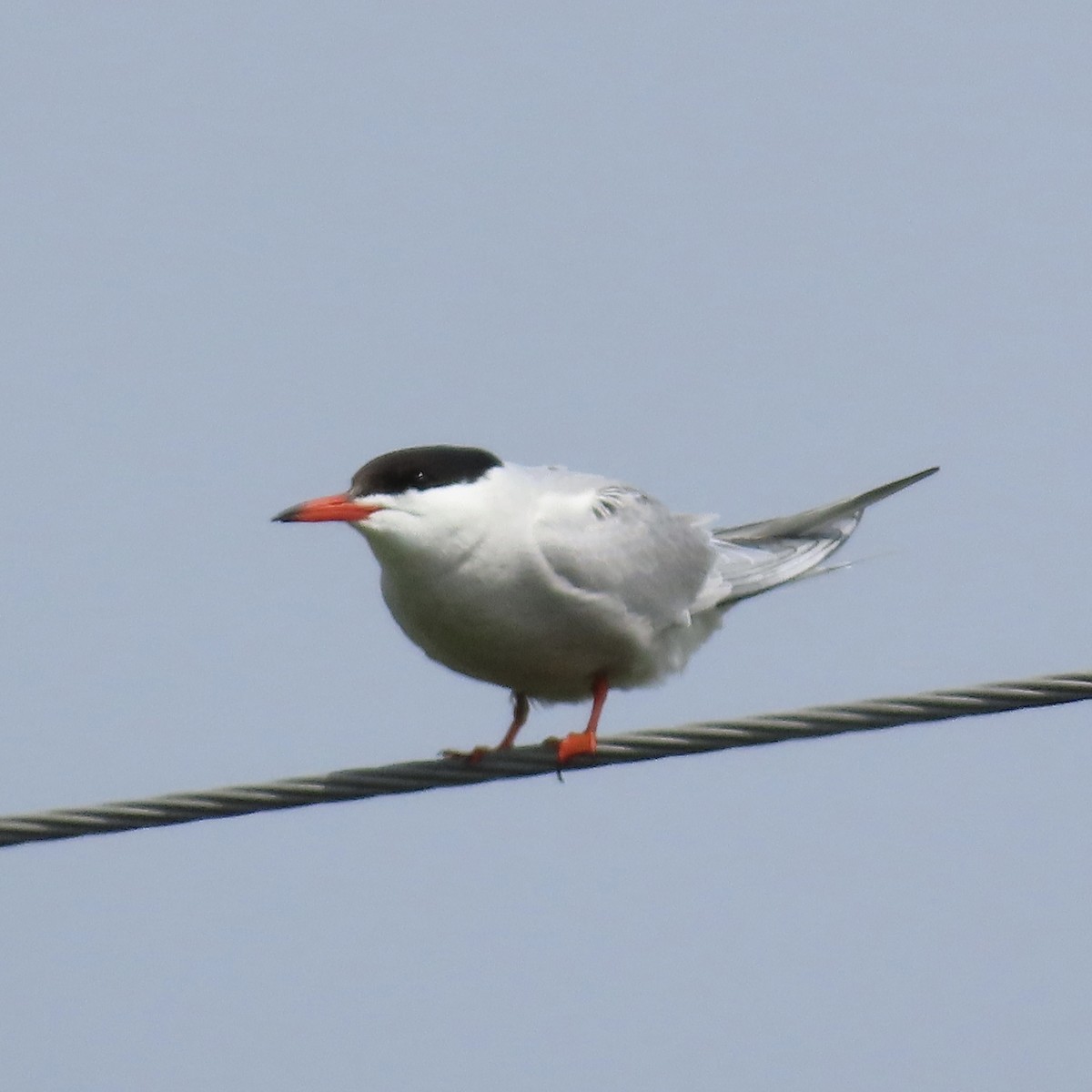 Common Tern - ML638959379