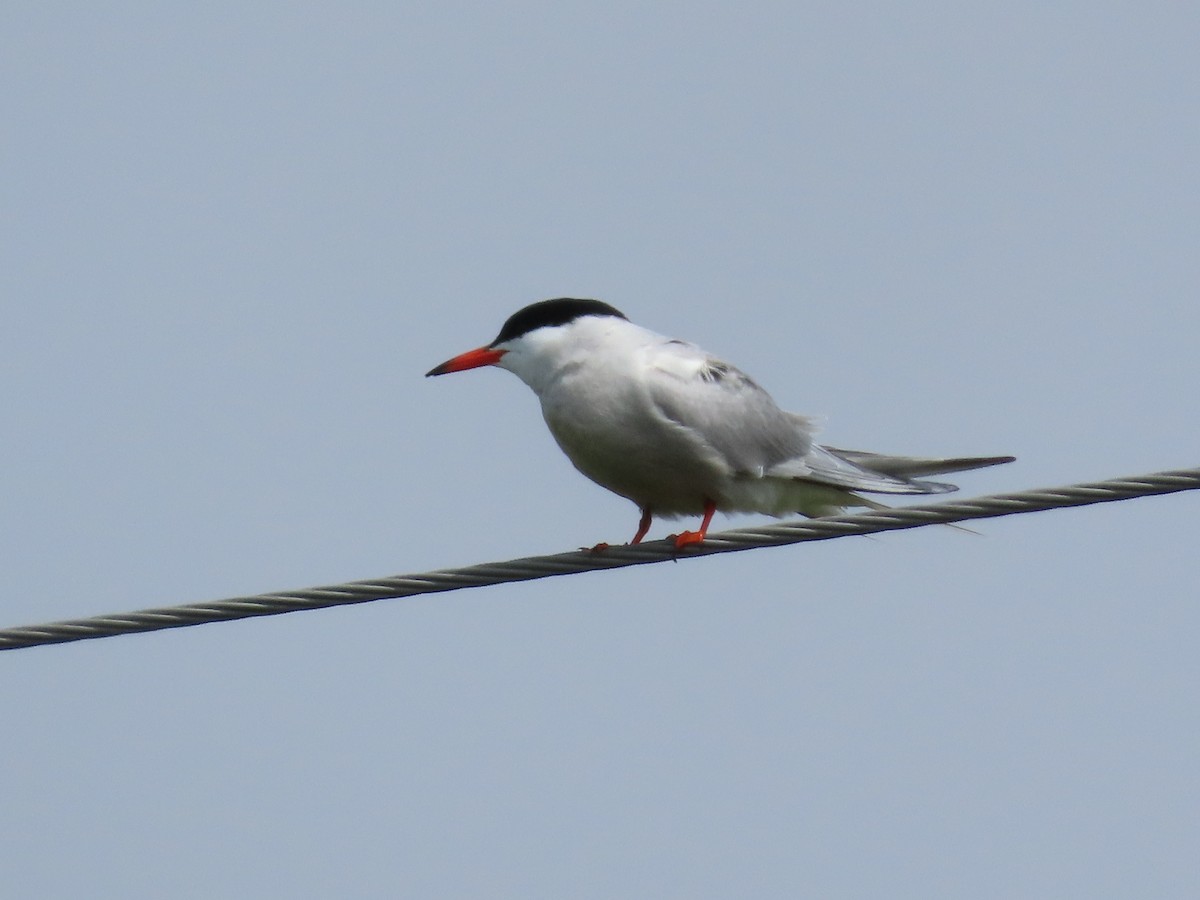 Common Tern - ML638959380