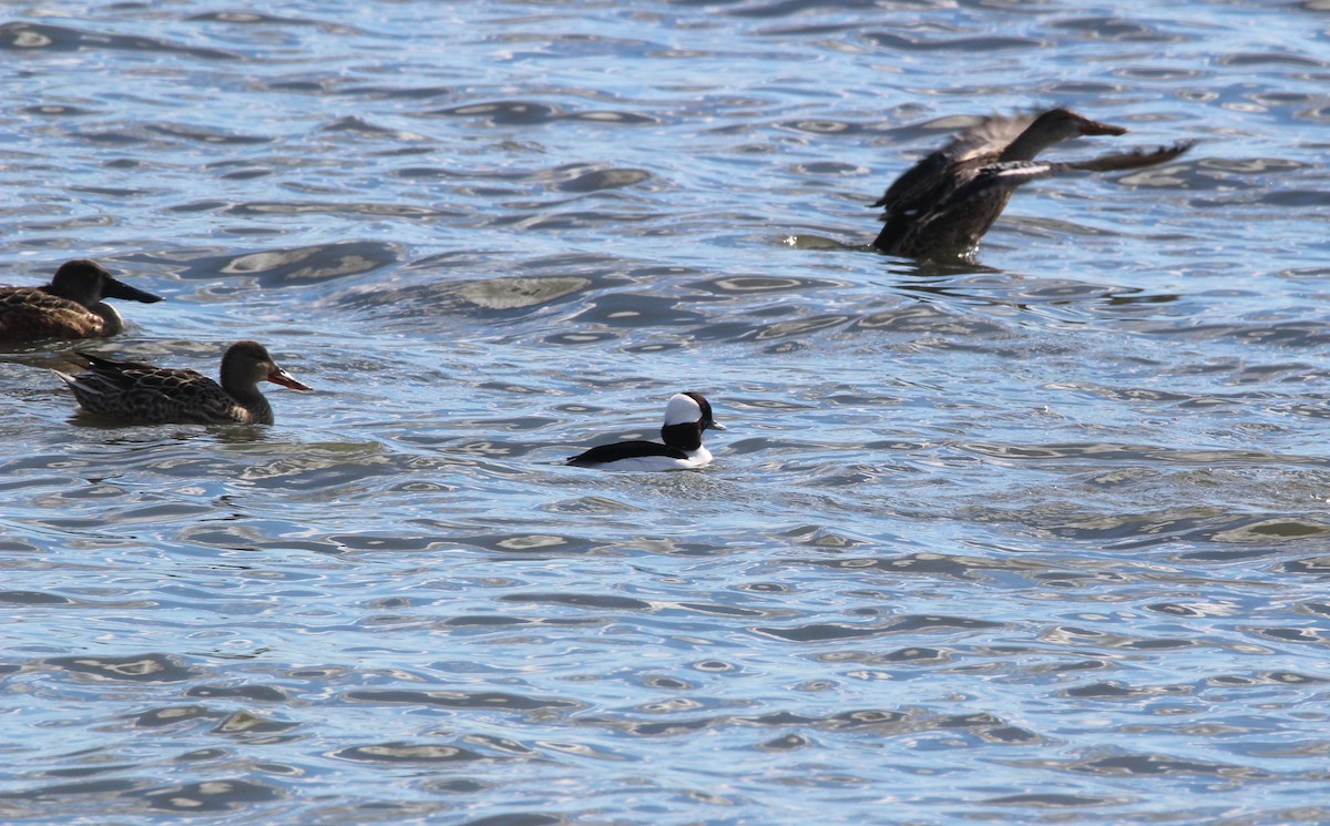 Bufflehead - ML638959388