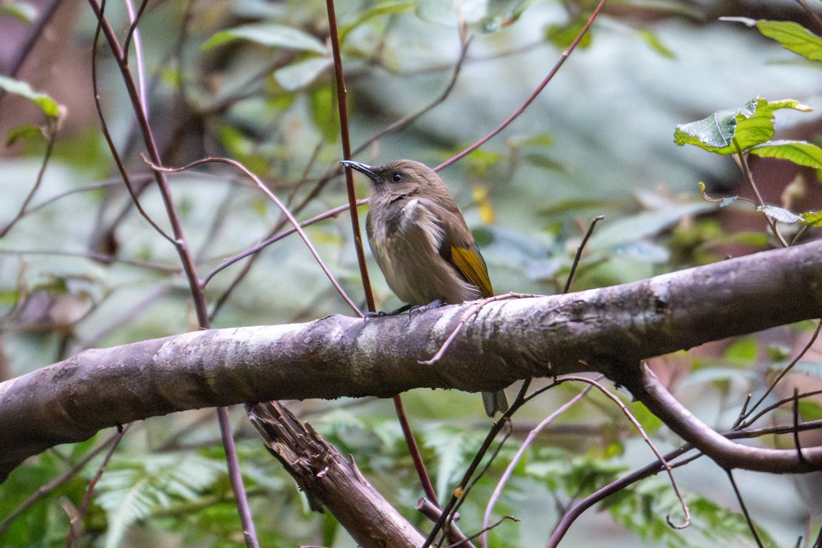 Crescent Honeyeater - ML638959405
