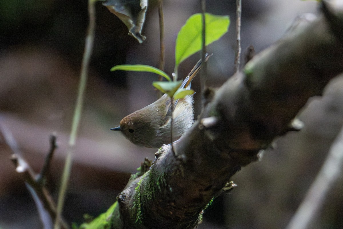 Tasmanian Thornbill - ML638959419