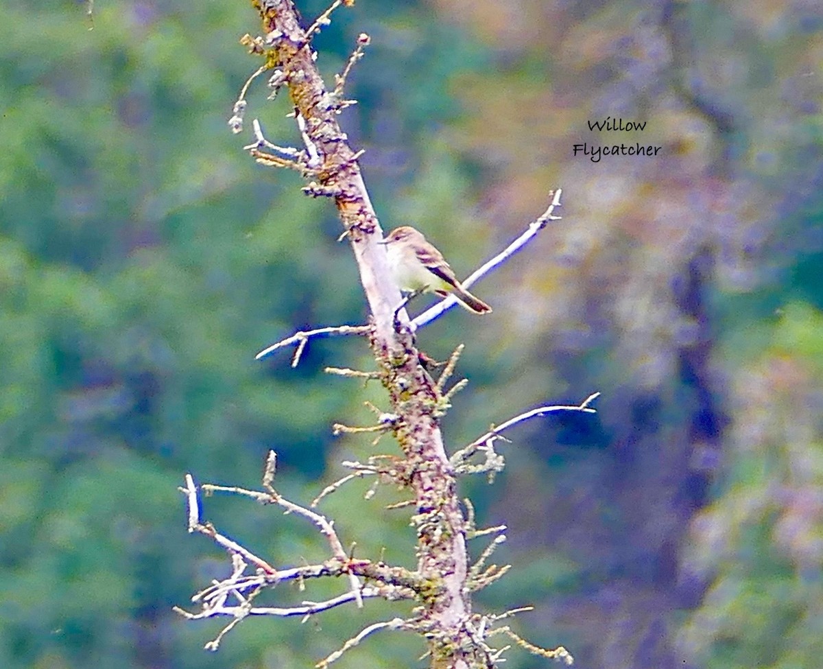 Willow Flycatcher - ML638959481