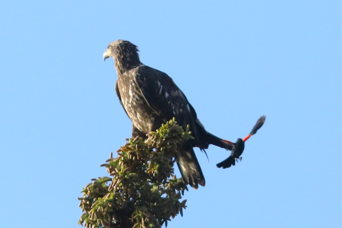 Bald Eagle - ML638959623