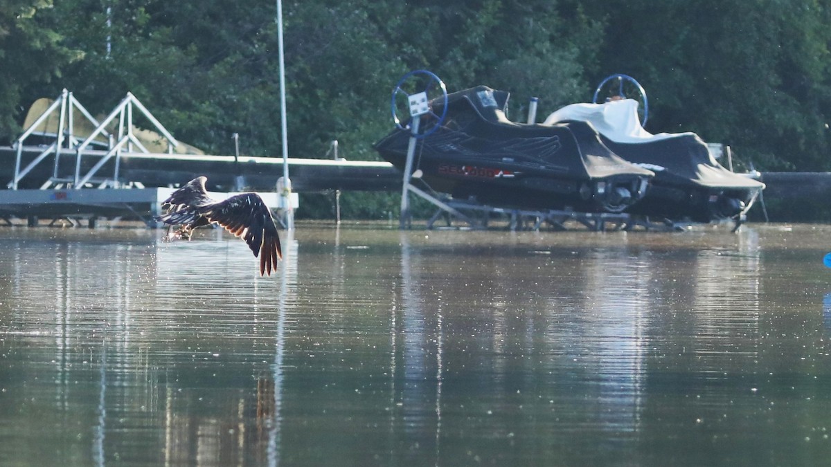 Bald Eagle - ML638959627