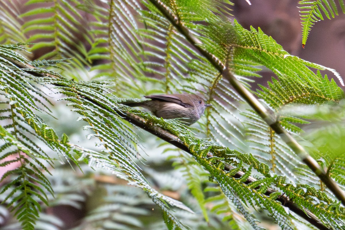 Brown Thornbill - ML638959665